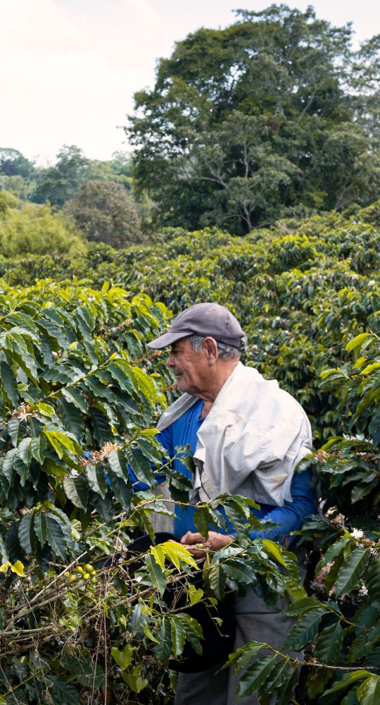 Prémium Kávé termék - kolumbiai specialty arabica kávé