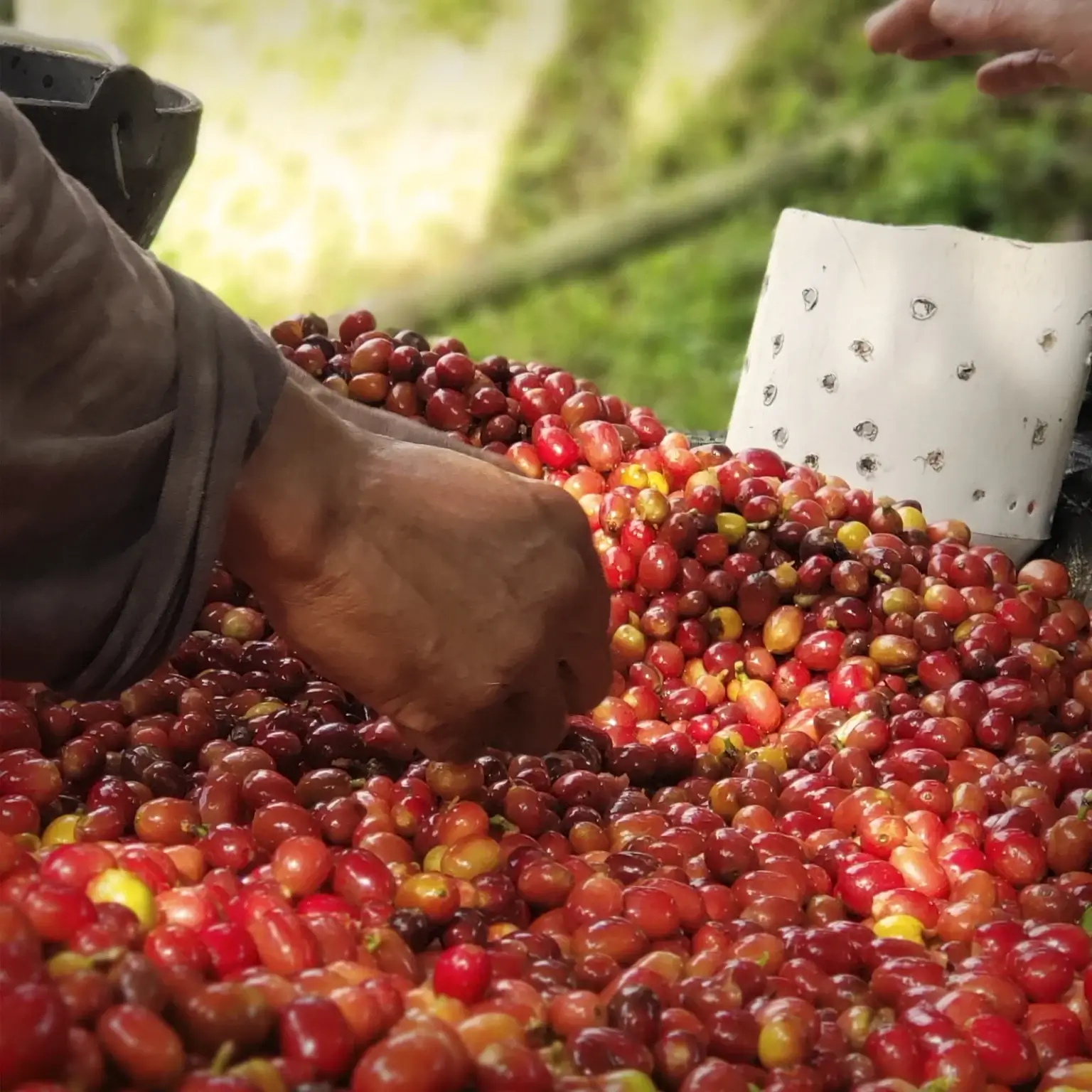 Kolumbiai kávéfarm május 20 - prémium specialty kávé termesztése