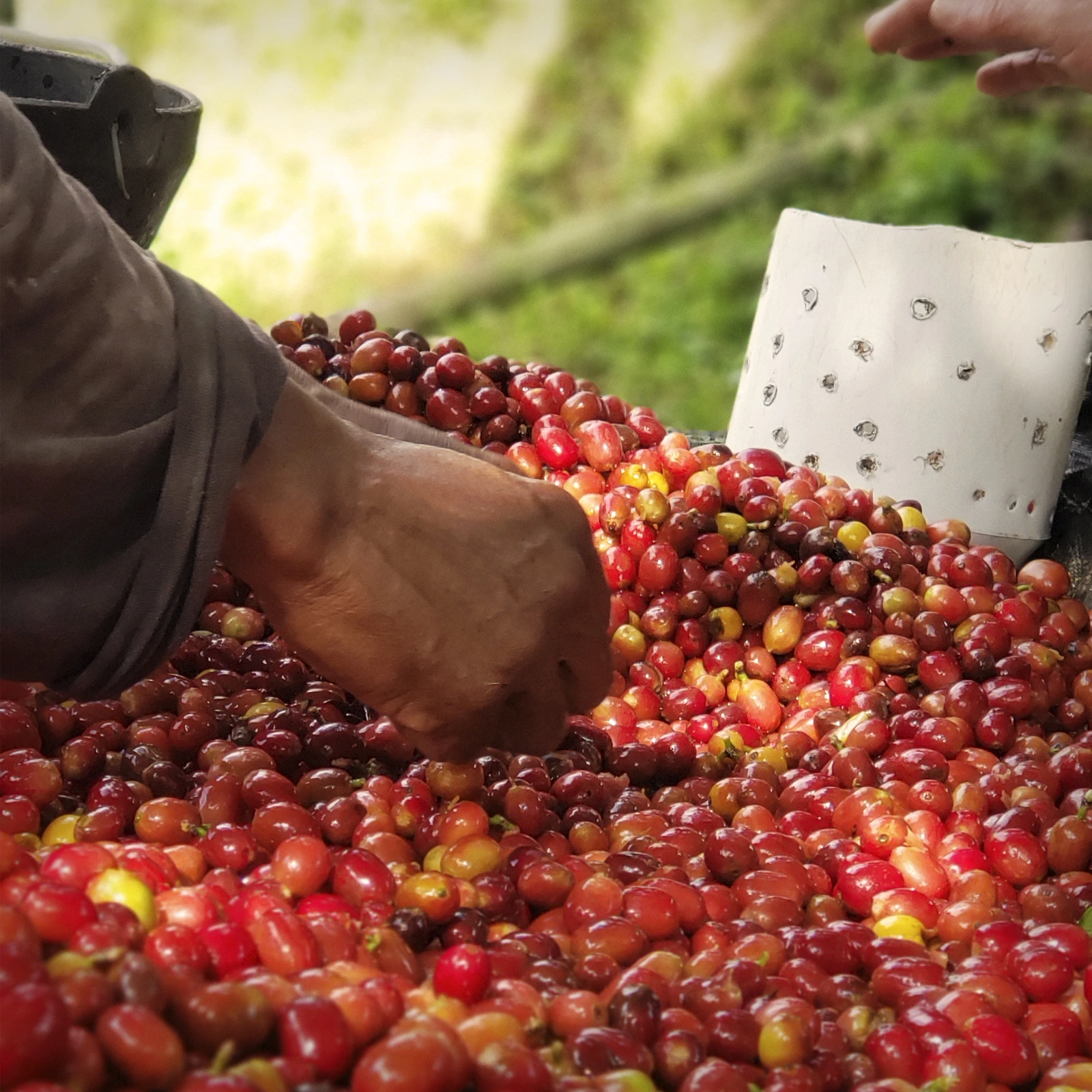 Kolumbiai kávéfarm május - prémium specialty arabica kávétermesztés