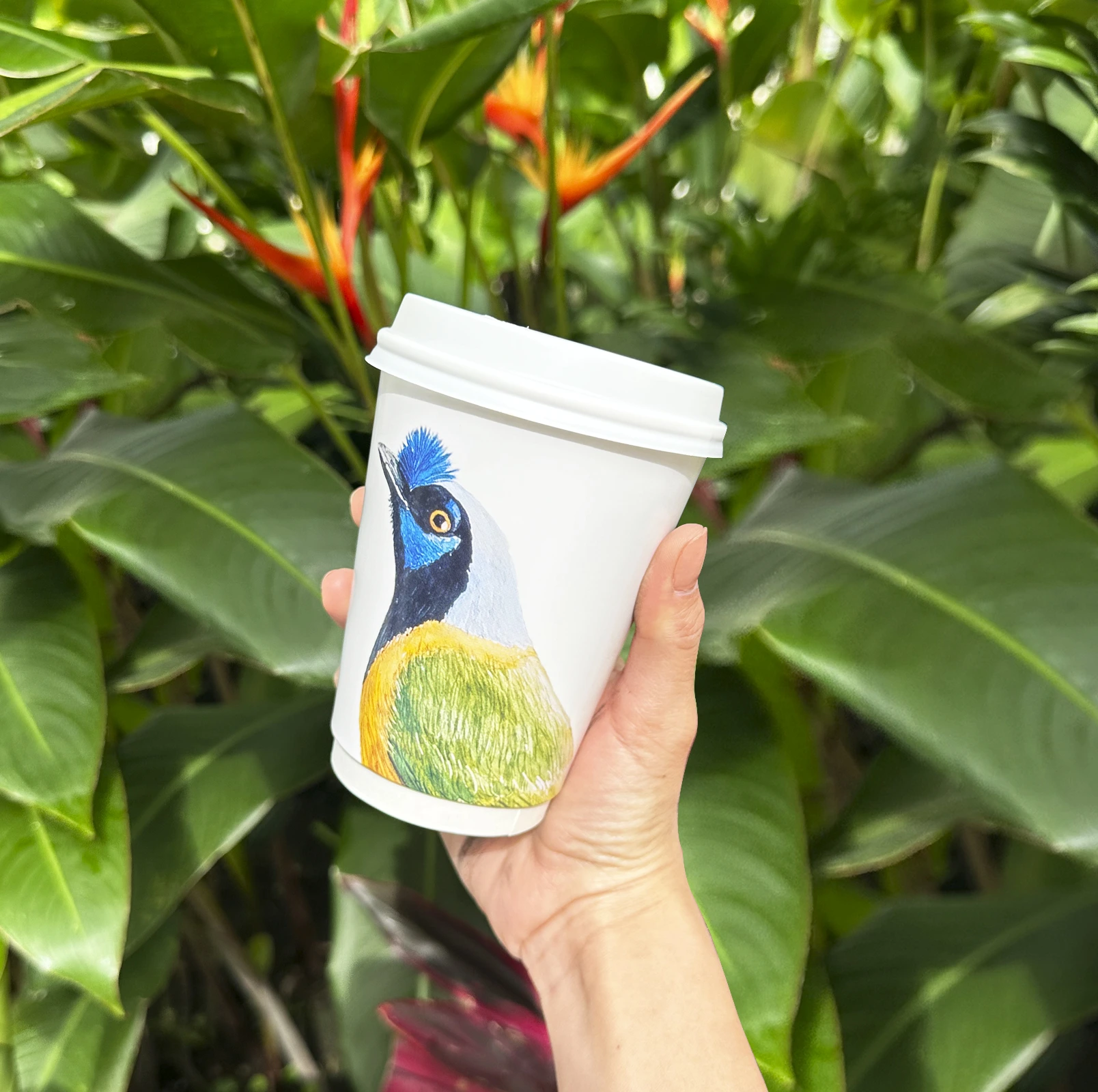 Kolumbiai kávéültetvény augusztus - prémium arabica kávébab szüret