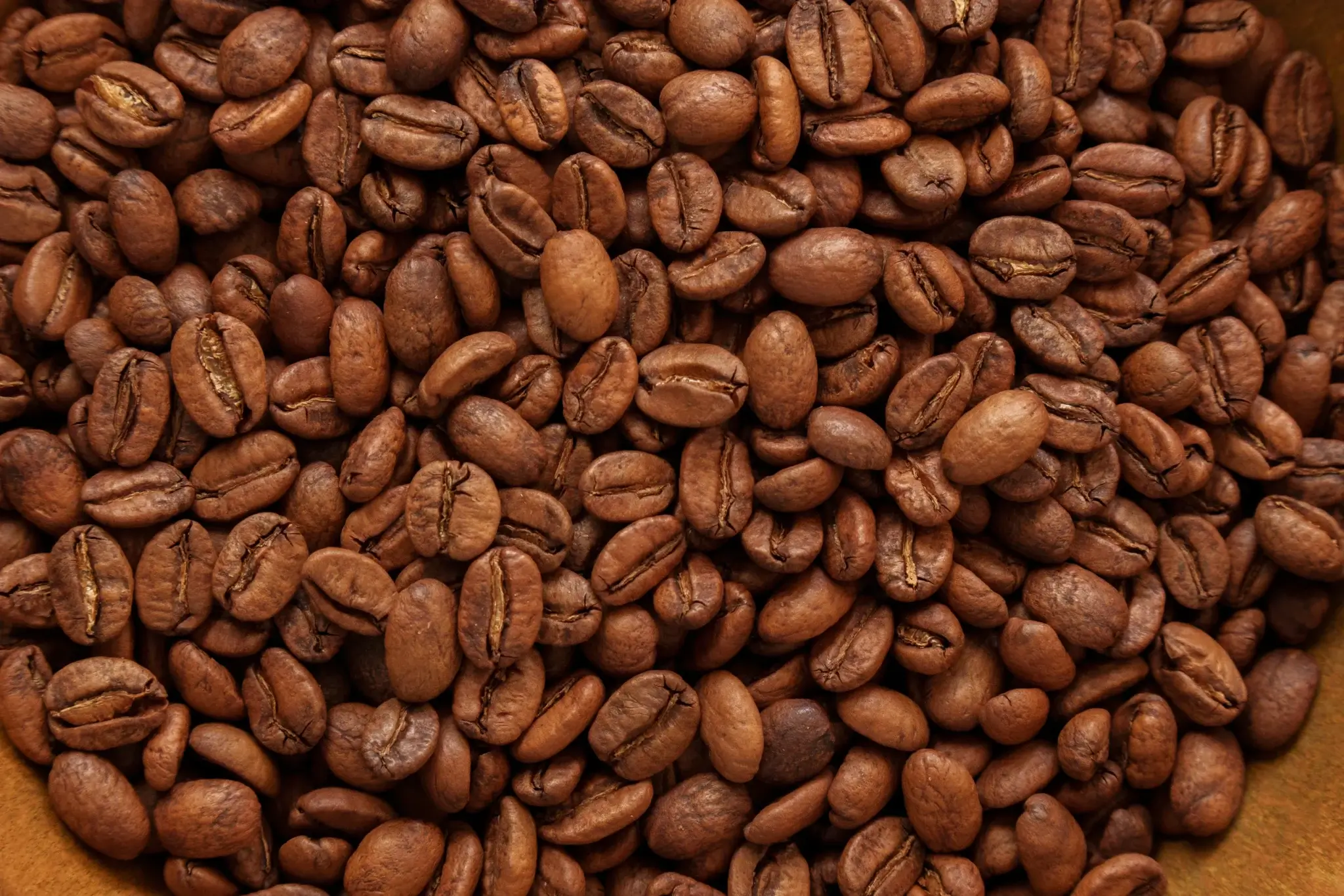 Kolumbiai kávéfarm közeli felvétel - kézzel szüretelt arabica kávébab