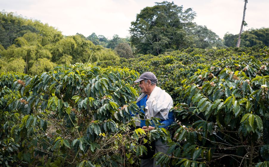 Kolumbiai kávétermelés folyamata - prémium specialty arabica kávé