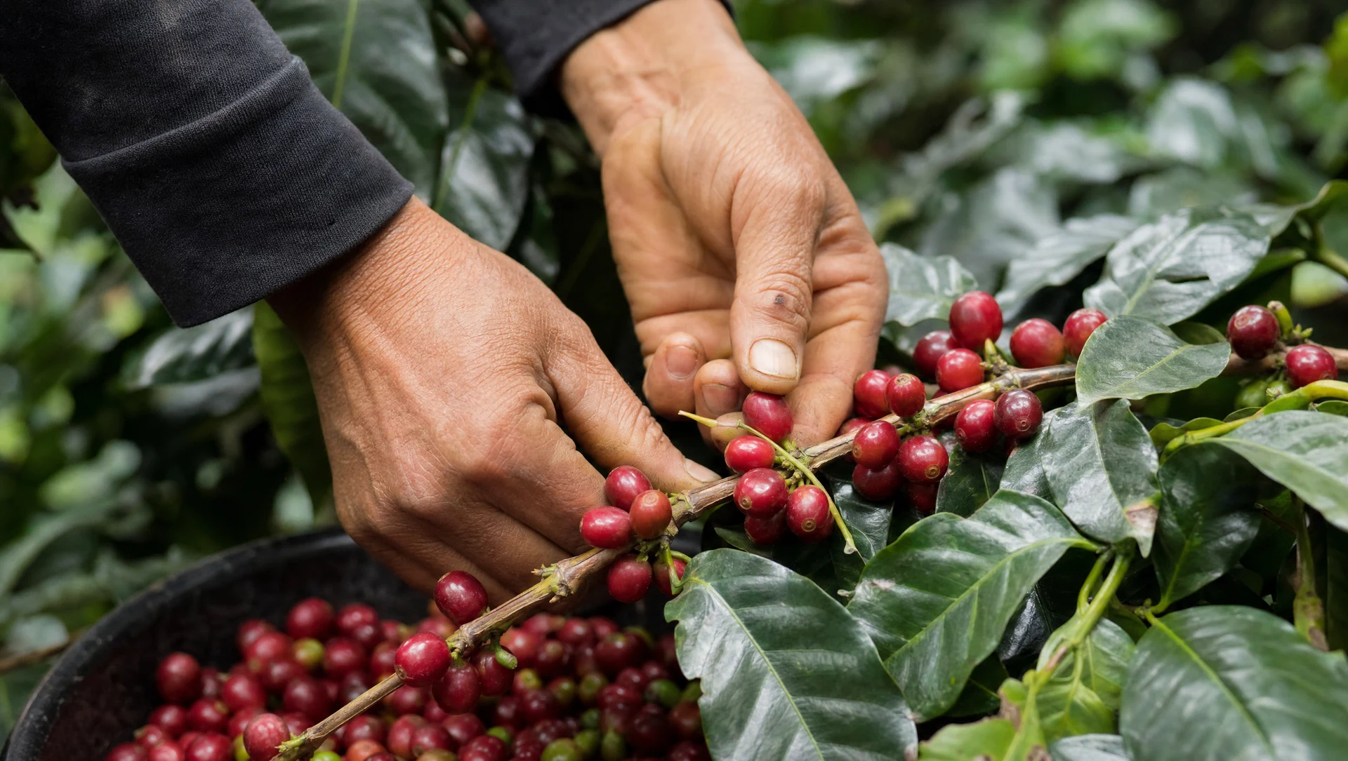 Érett arabica kávécseresznye kézi szüretelése Kolumbiában