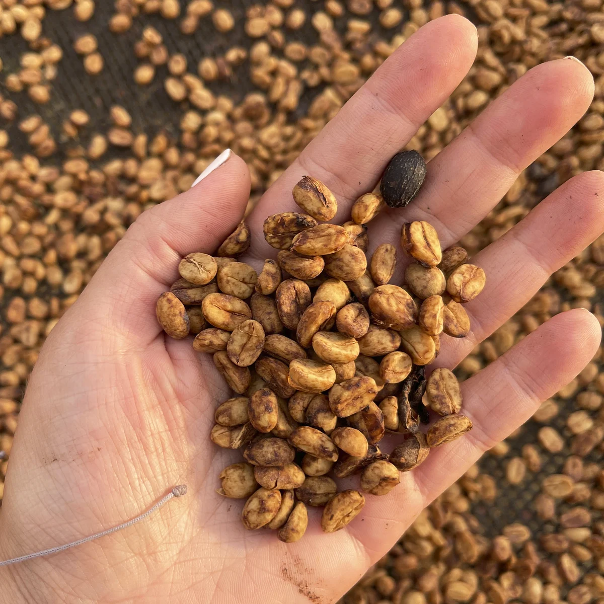 Frissen pörkölt kolumbiai arabica kávébab kézben