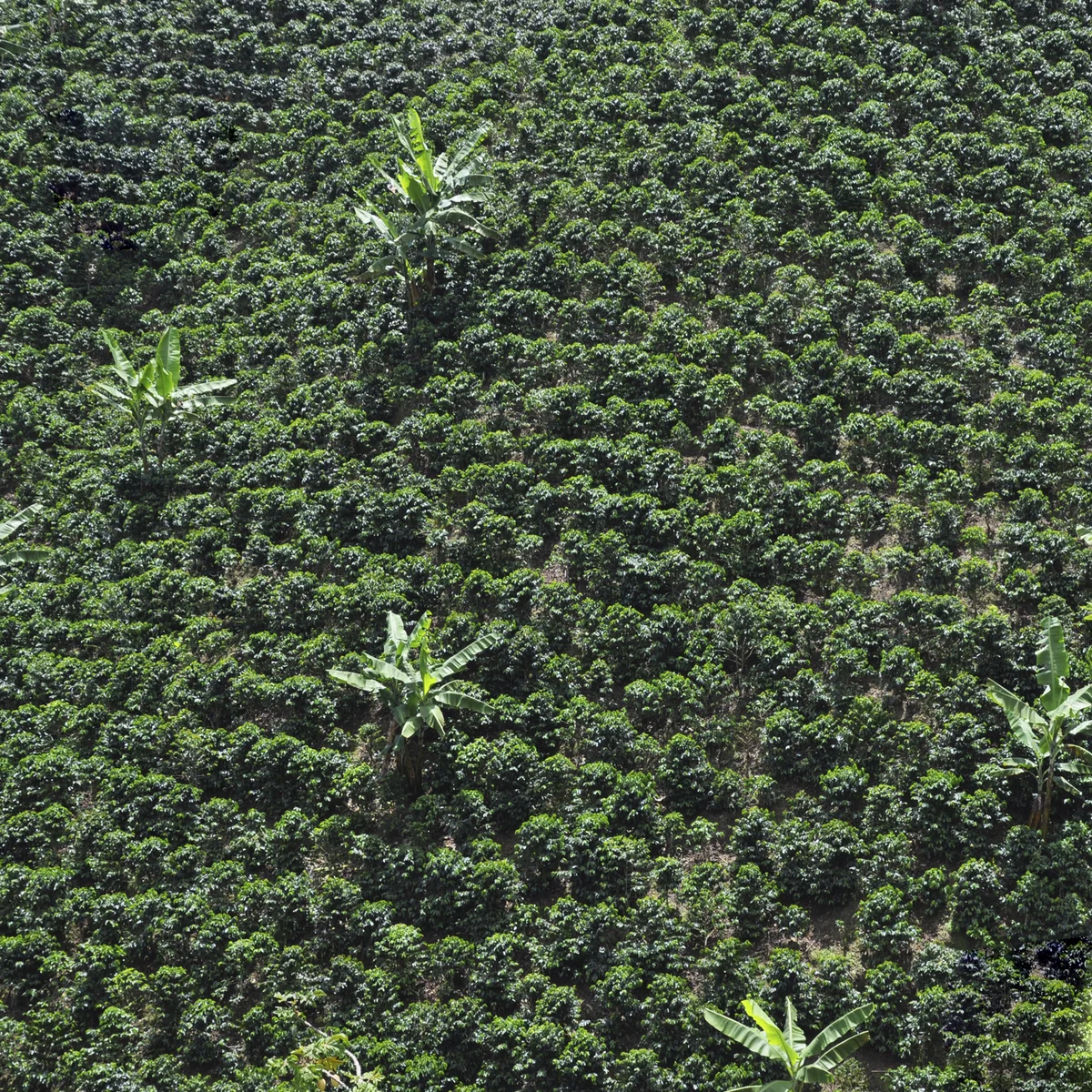 Kolumbiai kávéfarm a Quindío hegyekben