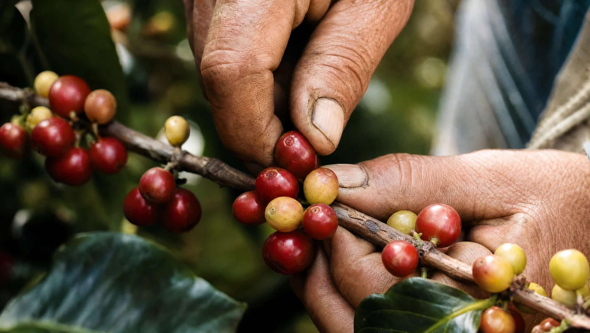 Érett arabica kávécseresznye kézi szüretelése Kolumbiában