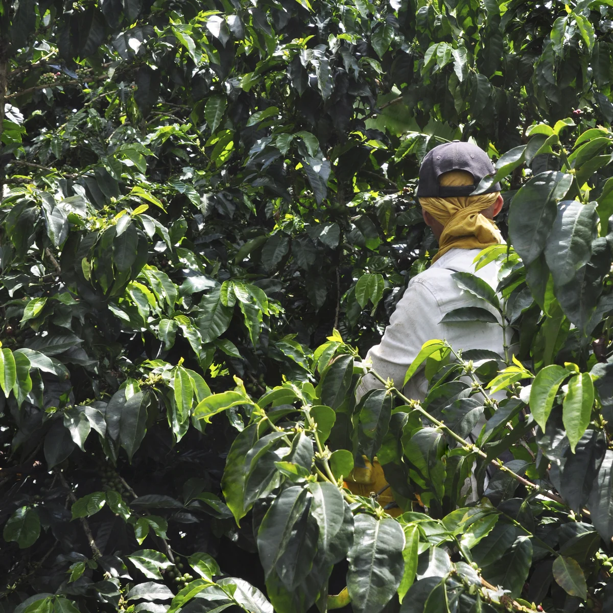 Bio kávéfarm a kolumbiai Quindío hegyekben