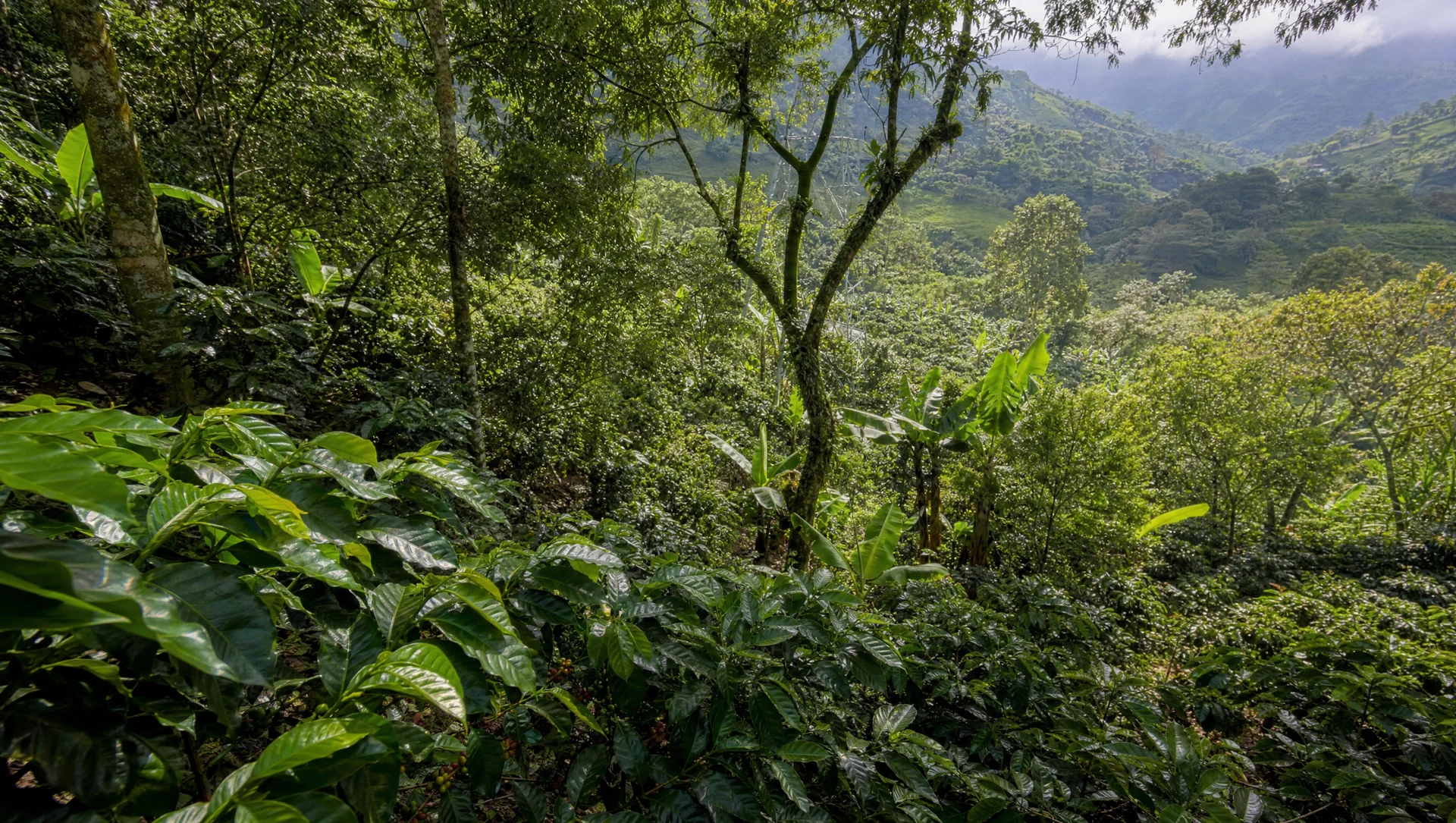 Organikus, árnyékban termő kávéfarm Génovában, Quindío – az Orgánico bio kávé eredete