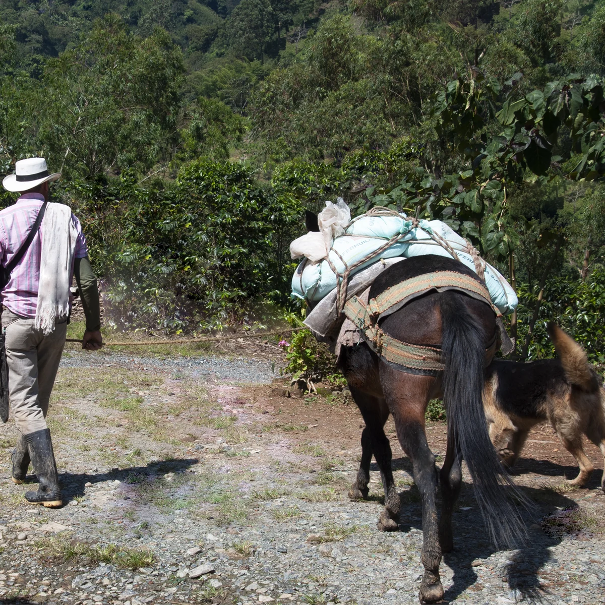 Kávéfarm a kolumbiai Quindío hegyekben